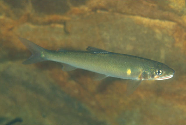 Plecoglossus altivelis